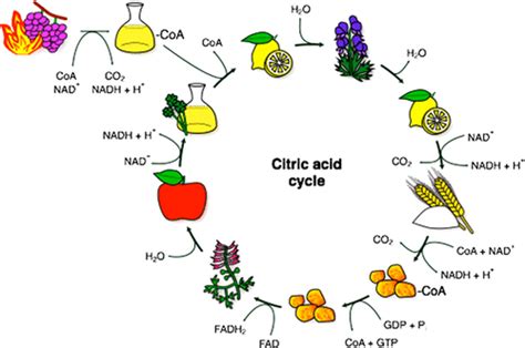 Kreb Cycle Diagram