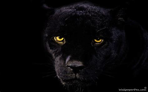 Black Panther Wallpapers - Wallpaper Cave