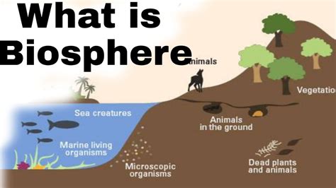 what is Biosphere - YouTube