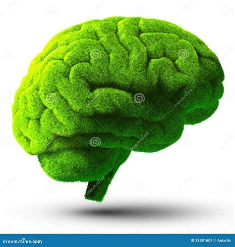 Green brain stock illustration. Illustration of abstract - 28881604