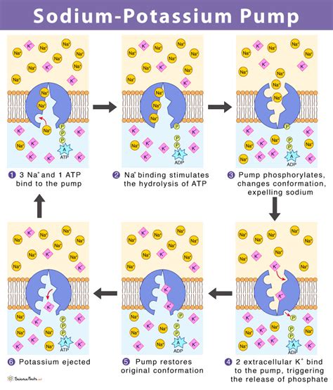 Sodium-Potassium Pump – Definition & Functions, with Diagram