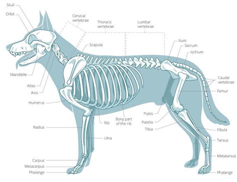 A Visual Guide to Dog Anatomy (Muscle, Organ & Skeletal Drawings) | All ...