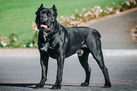 How Much Is A Italian Mastiff