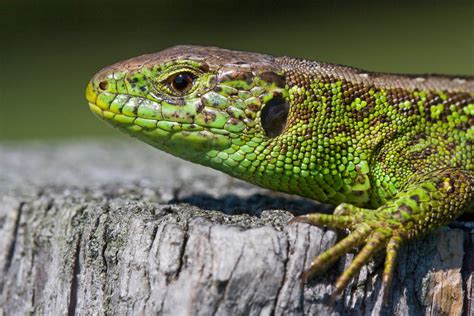 Sand lizard guide: how to identify, where they're found and the threats ...