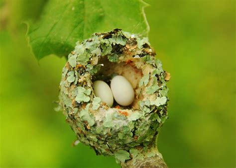 Ruby-throated Hummingbird nest, photo by Derek Stoner, via The Nature ...