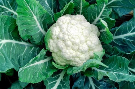 How to Grow and Care for Cauliflower