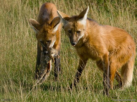 Featured Creature: Maned Wolf | Blog | Nature | PBS