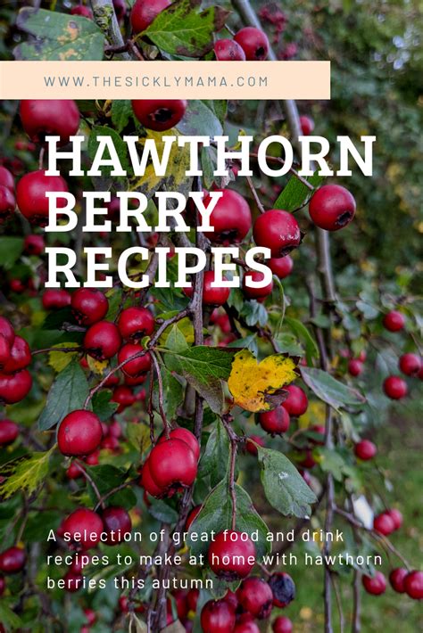 Discover Delicious Hawthorn Berry Recipes