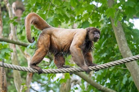 Woolly monkey on the rope. Simia lagotricha walking the hanging line ...