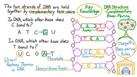 Dna Base Pairing Worksheet – Pro Worksheet