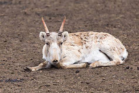 Saiga Antelope Stock Photos, Pictures & Royalty-Free Images - iStock