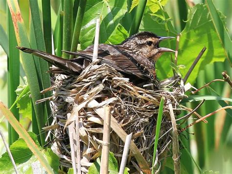 Red-winged Blackbird Nesting (All You Need To Know) | Birdfact