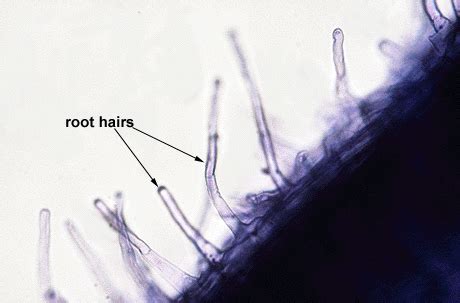 Botany online: Dermal Tissues, Parenchyma and Assimilation Tissues ...