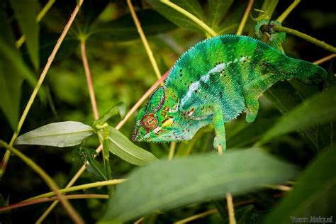 Wildlife île de la réunion | Lizard, Animals