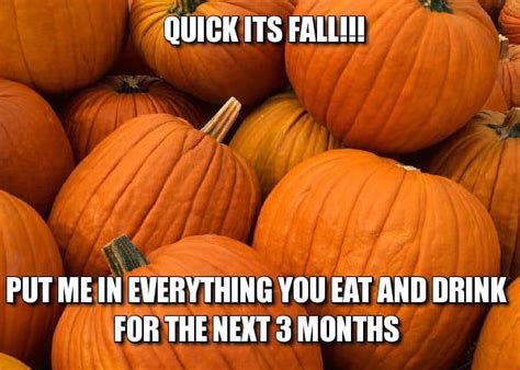 25 Funny Pumpkin Memes, Puns & Jokes For Sharing | Fall memes, Pumpkin ...