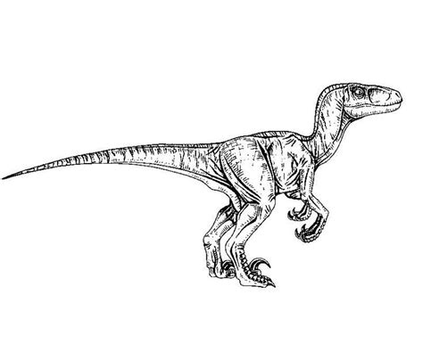 Jurassic Park Raptor Coloring Pages