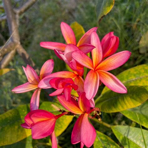 Plumeria Cuttings - Etsy