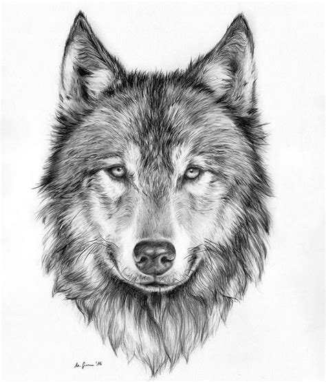 17+ Wolf Head Tattoo Drawing | tattoo fpr girls