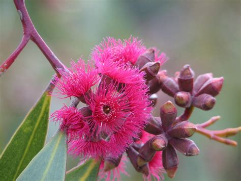 Eucalyptus flowers - Trevor's Travels