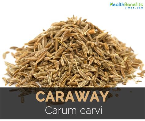 Caraway Facts, Health Benefits and Nutritional Value