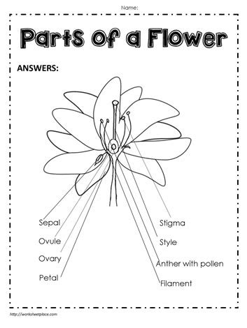 Parts of a Flower (Labeled) Worksheets