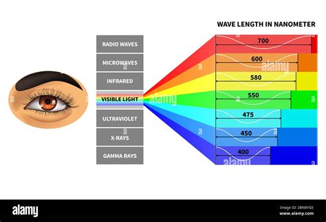 Visible light spectrum. Color waves length perceived by human eye ...