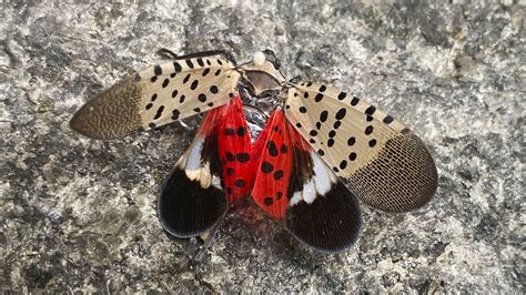 Spotted lanternflies: Our war on the invasive species is out of control ...