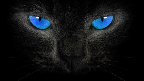 Black Cat Blue Eyes Wallpapers - Top Free Black Cat Blue Eyes ...