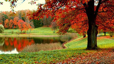 Beautiful Scenery Fall Colorful Autumn Trees And Green Grass Field ...