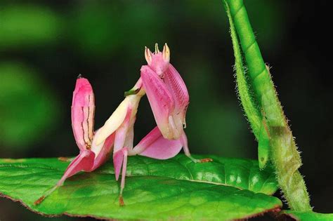 Spiny Flower Mantis Facts, Description, and Pictures