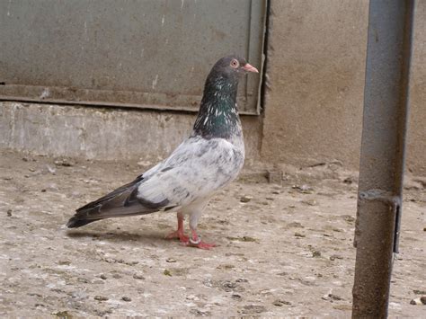 Pakistani Tipplers (Kabootar Baaz) | UK & USA Pigeons | Fancy Pigeons ...