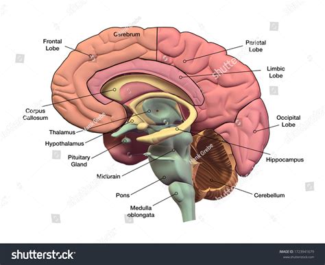 Brain Anatomy Labeled Diagram