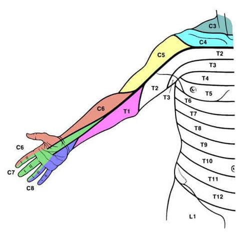 Cervical Nerve Dermatome Map | Images and Photos finder