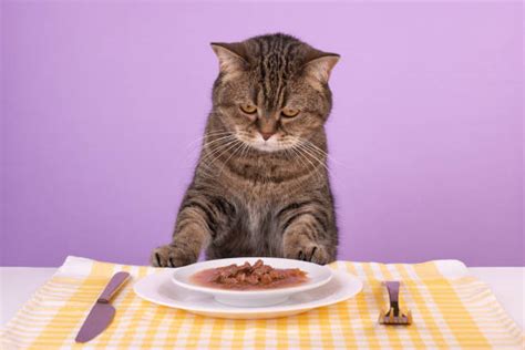 4,800+ Cat Food Funny Stock Photos, Pictures & Royalty-Free Images - iStock