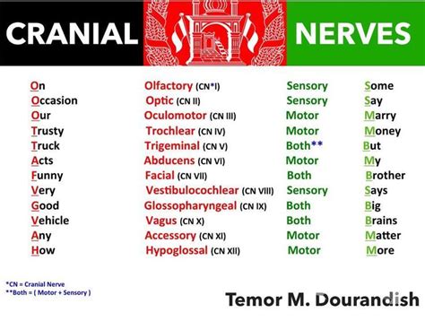 Image result for cranial nerves mnemonic: … | Pinteres…