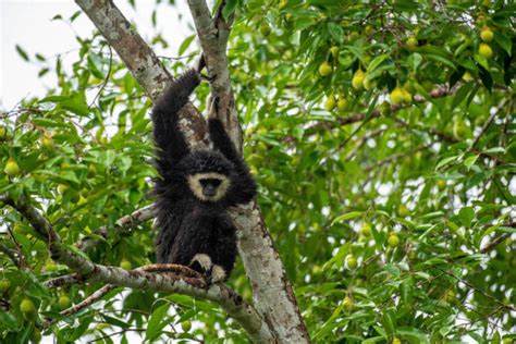 120+ Pileated Gibbon Photos Stock Photos, Pictures & Royalty-Free ...