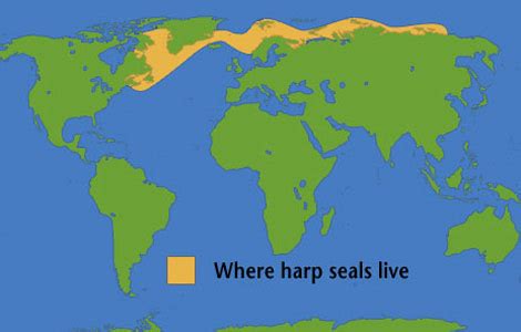 About The Seals - Save The Seals