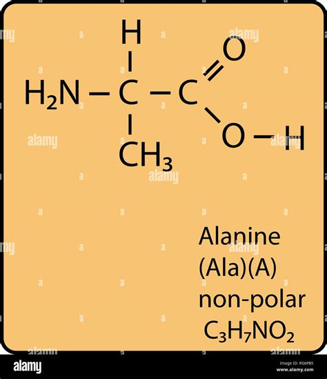 Alanine Amino Acid Molecule Skeletal Structure Stock Vector Image & Art ...