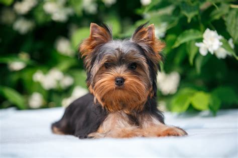 Three Things about Raising Yorkie Puppies - Furry Babies