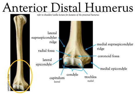 Radial Fossa Of Humerus