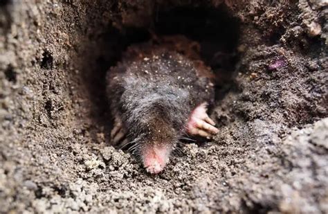 Can Dogs Smell Moles Underground