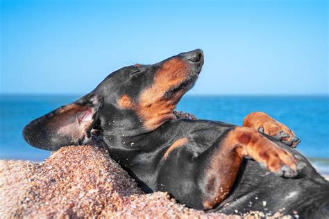 Internet Falls in Love With Dachshund-Only Day Care: 'Living My Dreams ...