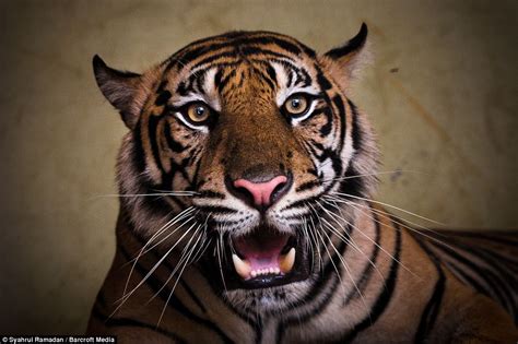 Photographer's close-ups of roaring tiger that are so detailed you can ...