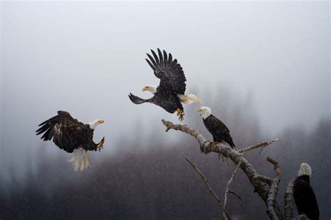 NATIONAL GEOGRAPHIC ANNOUNCES WINNERS OF PICTURES OF THE YEAR PHOTO ...