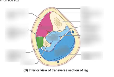 Label Compartments of the Leg Cross-Section Diagram | Quizlet