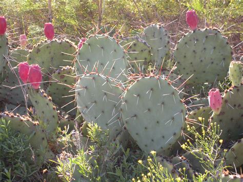 Prickly Pear Cactus