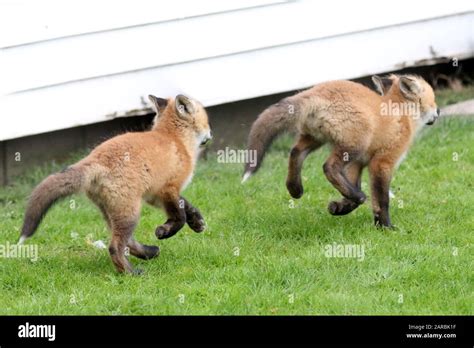 Red fox cubs playing Stock Photo - Alamy