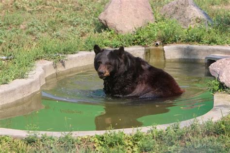 Visitors Can Expect To See New Faces At The Sioux Falls Zoo