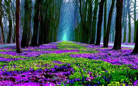 Spring Forest in Bloom HD Wallpaper