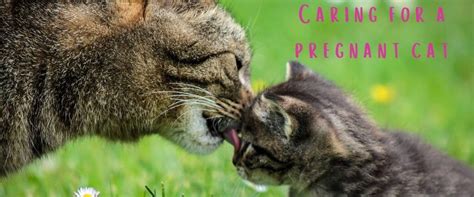 Pregnant Cat Care Tips | Rau Animal Hospital